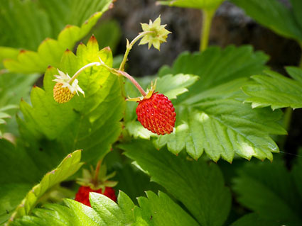 いちごの花托